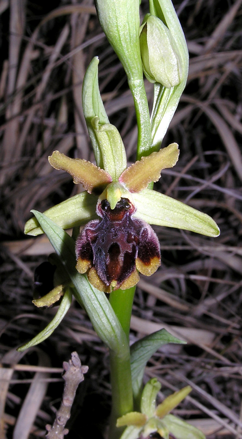 ophrys da determinare